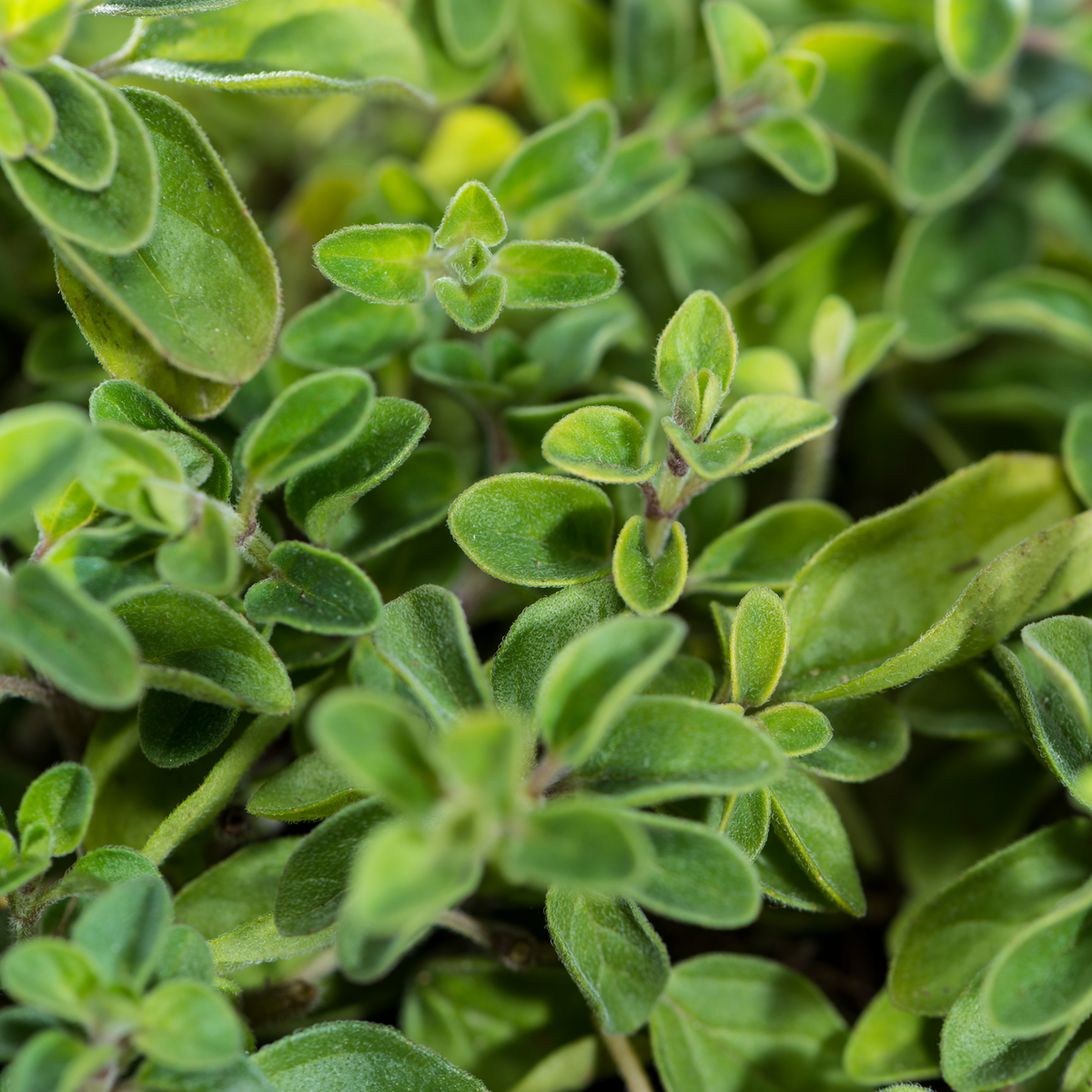 Oregano geschnitten (500g)