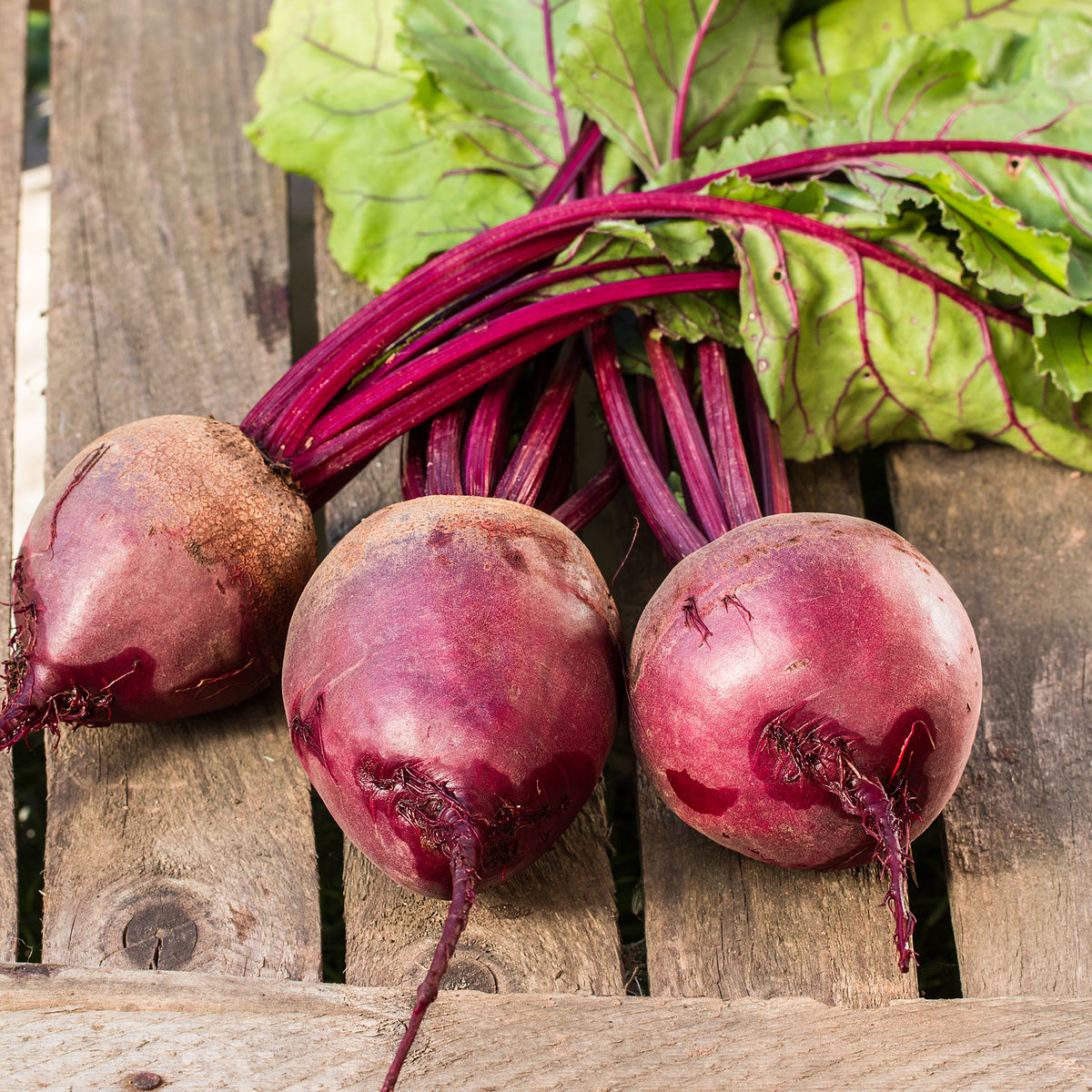 Rote Beete gemahlen (100g)